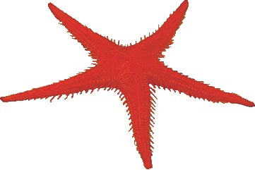 Étoiles de Mer Factices L2G - Décoration Rouge pour Poissons