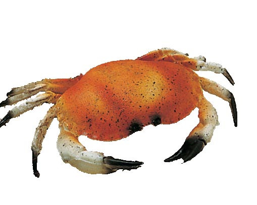 Crabe Factice Petit Modèle L2G - Décoration pour poissonnerie